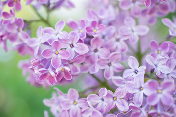 Fototapeta na wymiar Blooming branch in springtime. Closeup macro of blooming lilac purple flowers with blurred background. Floral natural background spring time season.