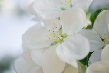 Fototapeta na wymiar White apple blossom flowers in spring garden. Soft selective focus. Floral natural background spring time season.