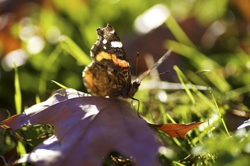 schmetterling