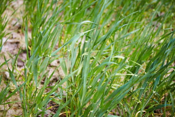 Green grass close up