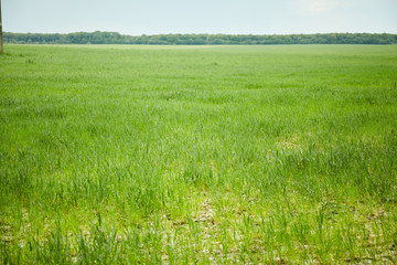 Obraz na płótnie Canvas Green field with white cloud