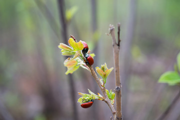 Chrysomela in natural environment in spring forest close up on blurred background