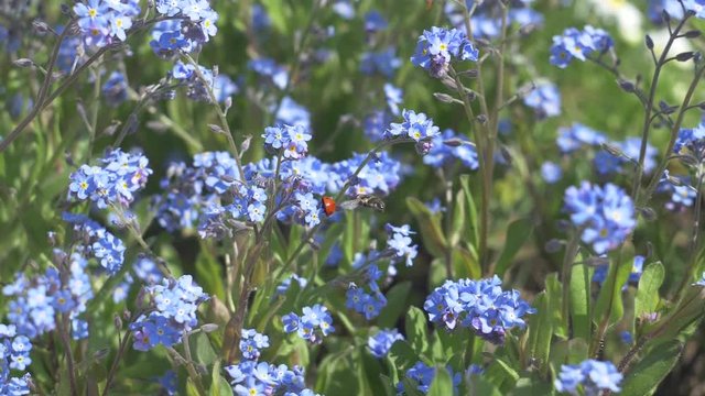 the bee crawls on the blue flower