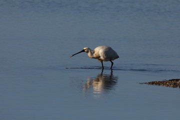 Eurasian or common spoonbill in nature Island Texel,Holland