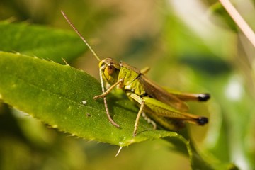 Grashüpfer 2