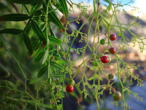 Close up of pepper tree with green and pink fruits. Room for text. Selective focus.