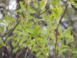 весна, на деревьях распускаются листья