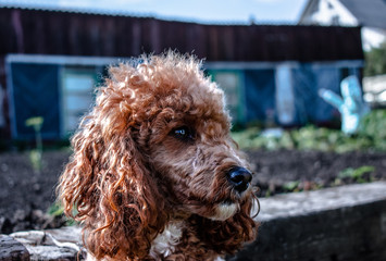 Nice poodle looks away
