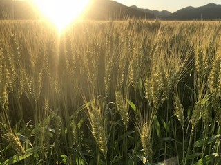 麦畑に落日