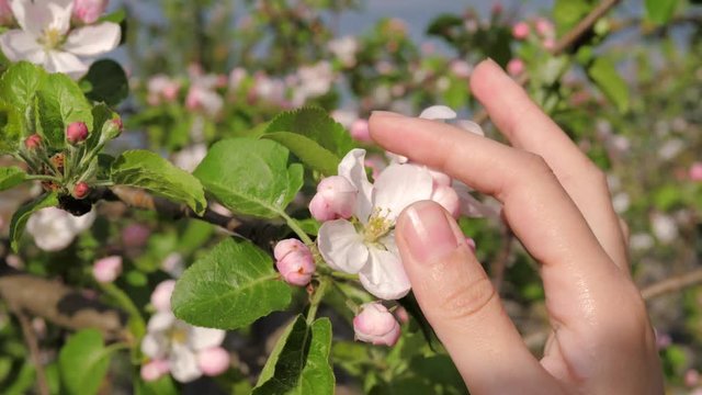 Female Hand Lovingly Touches And Caressing The Blooming White Flowers Of Tree