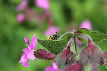 Abeille solitaire sur Compagnon rouge; ou Silène dioïque (Silene dioica) 