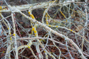 Dry branches of trees with yellow moss
