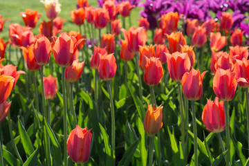 Flowers red tulips in the garden