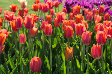 Obraz premium Flowers red tulips in the garden