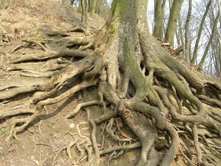 web of tree roots