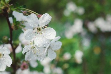 Summer flowers