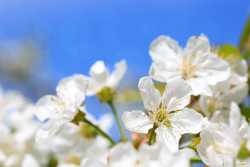 Naklejka na ściany i meble Close up on white cherry blossoms.