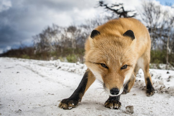 A photograph of a fox in natural conditions amid the winter forest.