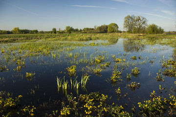 Fototapeta na wymiar Yellow flowers and grasses on wet meadow
