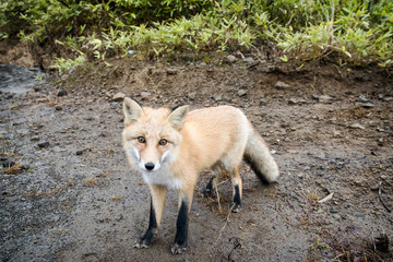 Naklejka na ściany i meble A photograph of a fox in natural conditions in the summer forest..