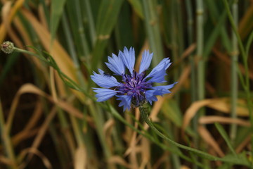 Kornblume