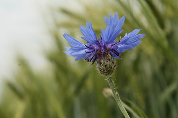 Kornblume