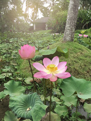 Flower of a pink lotus on a background of a tropical jungle