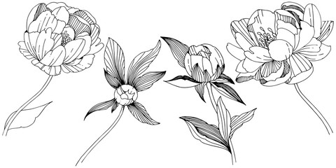Vector peony. Floral botanical flower. Wild spring leaf wildflower isolated. Vector wildflower for background, texture, wrapper pattern, frame or border.