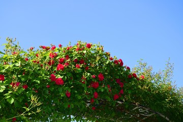 Rosenbogen vor blauem Himmel