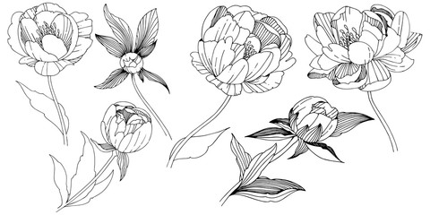 Vector peony. Floral botanical flower. Wild spring leaf wildflower isolated. Vector wildflower for background, texture, wrapper pattern, frame or border.