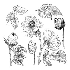 Wild roses blossom branch isolated on white. Vintage botanical hand drawn illustration. Spring flowers of garden rose, dog rose. Vector design - 206038231