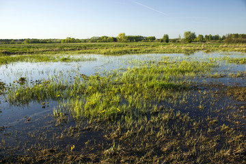 Grass on wet meadows