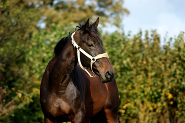 Obraz premium Traber