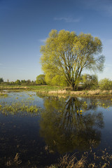 Fototapeta na wymiar Reflection of a large tree in water