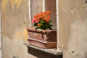 Fototapeta na wymiar decorative vase with flowers