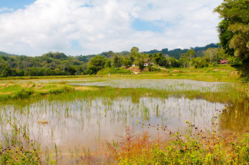 rice field in rantepao , sulawesi island