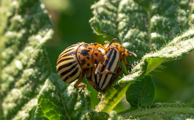 Colorado beetles and sunny summer vegetable garden