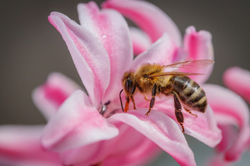 Bee on a pink flower collecting pollen and gathering nectar to produce honey in the hive