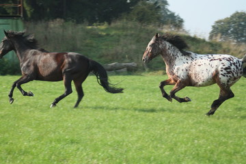 Pferd