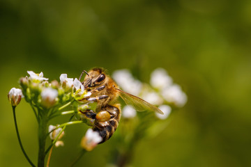 Bee on a white flower collecting pollen and gathering nectar to produce honey in the hive with copy space