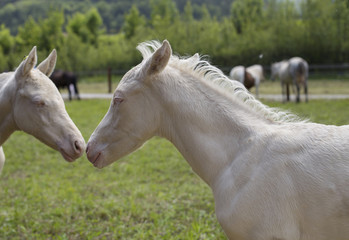 Obraz premium Twins cremello foals (or albino) 