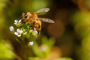 Bee on a white flower collecting pollen and gathering nectar to produce honey in the hive with copy space