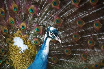 Naklejka na ściany i meble Peacock with a sprawled tail close-up.