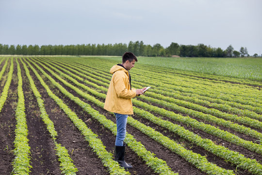 Farmer with tablet in soybean field in spring