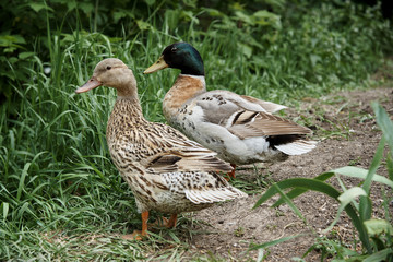 A pair of ducks in green grass.