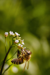 Bee on a white flower collecting pollen and gathering nectar to produce honey in the hive with copy space