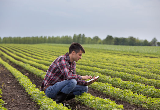 Farmer with tablet in soybean field in spring