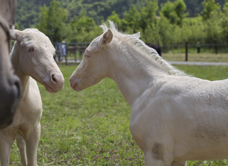 Obraz na płótnie Canvas Twins cremello foals (or albino) 