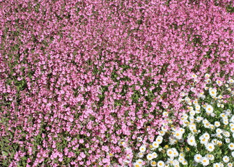 Fototapeta premium Spring Flowers
