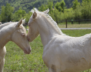 Twins cremello foals (or albino)